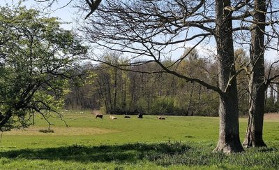 dyrene på marken